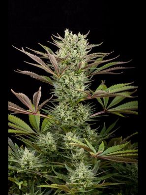 Mechero Clipper Dinafem - Compra Mechero Clipper Dinafem de Dinafem Seeds -  LaMota GrowShop