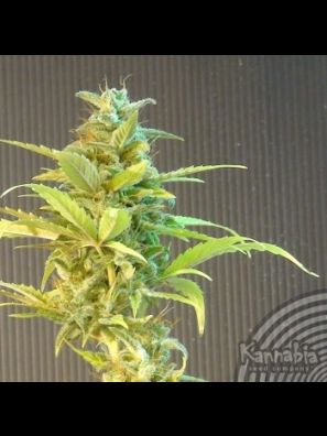 Speedrun Seeds  Feminized Autoflower Seeds