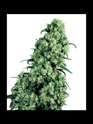 Sensi Seeds - Cannabis Seeds